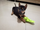 HELLOJOY狗狗玩具 耐咬磨牙棉繩球套裝寵物幼犬小狗玩具自己玩解悶5件套 曬單實(shí)拍圖