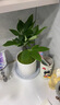 發(fā)財(cái)樹小盆栽花卉綠植物辦公室內(nèi)綠蘿文竹水培發(fā)財(cái)樹好養(yǎng)桌面植物 優(yōu)質(zhì)單桿發(fā)財(cái)樹（早安盆）+復(fù)合肥 曬單實(shí)拍圖