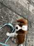 帥帥名寵    查理王小獵犬純種健康 北京犬舍  保健康聰明好打理 血統(tǒng)級(jí) 曬單實(shí)拍圖