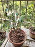 垂絲海棠盆栽植物室內外好養(yǎng)植物老樁海棠花盆景樹苗冬季耐寒花卉 垂絲海棠 6年苗 曬單實拍圖