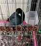 八哥幼崽飼料毛不拉稀小雛鳥鷯哥說話鳥糧八哥亮畫眉鸚鵡營養(yǎng)食物 1袋【500g】 曬單實拍圖