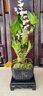 幼薇富貴竹室內(nèi)植物節(jié)節(jié)高桌面綠植帶根好養(yǎng)步步高花卉文昌竹客廳盆栽 富貴竹叢林+四方舍得PVC盆+方形底盤 帶盆栽好 曬單實拍圖