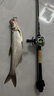 達億瓦（DAIWA） 21/25新款ALPHAS SV/BF TW 阿爾法路亞海釣魚線水滴輪微物輪 SV 800HL（左手輪7.1速比） 曬單實拍圖