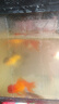觀賞魚金魚鶴頂紅招財活體獅子頭好養(yǎng)鴻運當頭冷水淡水魚苗小型 鴻運當頭8-11cm 9條 顏色隨機 曬單實拍圖
