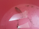 瀚幻三湖慈鯛中大型活體熱帶觀賞魚馬鯛伊巴卡藍(lán)六間非洲王子藍(lán)面財神 湛藍(lán)寶石7-9cm 1條 曬單實拍圖