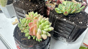 喜鵲說(shuō)花開富貴金枝玉葉棒棒糖大老樁多肉植物盆栽室內(nèi)客廳花卉開花綠植 金枝玉葉-奶油甜甜圈盆 帶盆栽好 曬單實(shí)拍圖