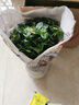 種花迷金魚(yú)吊蘭金邊金心吊蘭家居辦公室內(nèi)盆栽辦公室凈化空氣綠蘿植物 金魚(yú)吊蘭一盆20棵（一次性育苗盤(pán) 含盆 曬單實(shí)拍圖