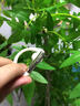 擊音【Ai智能】6.0藍牙耳機無(wú)線(xiàn)掛耳開(kāi)放式氣骨傳導概念超長(cháng)續航降噪音樂(lè )跑步運動(dòng)適用于蘋(píng)果華為S200 米白色丨Ai智能丨5g超輕丨超長(cháng)續航 曬單實(shí)拍圖