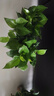 綠蘿盆栽室內(nèi)植物花卉凈化空氣綠植水培垂吊大葉綠蘿新房客廳家用 【整高20cm盆口11】白盆吸水10盆送肥料 曬單實拍圖