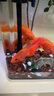樂淘逸寵血紅鸚鵡魚活體發(fā)財(cái)魚財(cái)神魚大型熱帶觀賞魚淡水好養(yǎng) 9-10cm血鸚鵡6條發(fā)順豐 曬單實(shí)拍圖