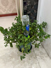 史丹利自動澆水器澆花神器花盆定時(shí)植物懶人用綠植花卉家用滴水器2個(gè)裝 曬單實(shí)拍圖