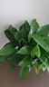 梔子花盆栽花卉植物室內(nèi)帶花苞陽臺水培綠植濃香型大樹苗四季好養(yǎng) 2盆【160寬】+加倉盆 含盆 曬單實拍圖
