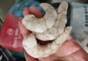 1號會(huì)員店白蝦仁0添加保水劑31-40只/磅無冰去蝦線凈重2斤(66-88只) 生鮮 曬單實(shí)拍圖