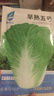 早熟五號(hào)大白菜種子50天秋冬四季播種耐熱高產(chǎn)小白菜種子蔬菜種籽 早熟五號(hào)白菜種子 1包約1000粒 曬單實(shí)拍圖