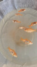 觀賞魚草金魚苗養(yǎng)不死金魚小魚活魚小寵物好養(yǎng)耐活養(yǎng)不死的小金魚 5-7厘米【好養(yǎng)耐活】 草金魚6條送備損 曬單實拍圖