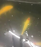 新羅斯弗戶外魚池?zé)魷\水UV燈紫外線燈除藻燈消毒燈魚缸魚池塘 100W+智能定時器(適合75噸水以內(nèi) 曬單實拍圖