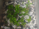 天然五彩石原石魚缸底砂造景裝飾庭院裝飾多肉盆栽鋪面五彩小石頭 天然五彩石5斤【1-2厘米】 曬單實(shí)拍圖