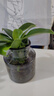 沭之美金鉆水培植物桌面綠植盆栽 金鉆+小清新灰玻璃瓶 源頭直發(fā) 曬單實(shí)拍圖