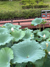 希蕓（syrinx）洗面奶女男潔面乳潔面膏面部泡沫深層清潔保濕3支裝水漾潔面 曬單實拍圖