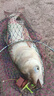 光威（GW） 魚(yú)竿赤刃五代臺(tái)釣竿超輕超硬碳素釣魚(yú)竿垂釣釣具用品調(diào)手竿 5.4m 赤刃Ⅴ代裸漆版 曬單實(shí)拍圖