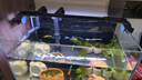 吉印刀鋒s魚缸燈led燈防水全光譜魚缸照明燈水草燈小型超白魚燈36cm 曬單實拍圖