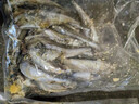 母體多春魚滿籽率95%大號多春魚500g生鮮香煎油炸燒烤商用 多春魚(大號)500g*2袋 曬單實拍圖