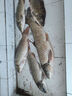 富源百川318二代鰱鳙釣魚竿湖庫輕量大物桿巨物魚竿6.3m 曬單實拍圖