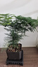 佰花錦文竹桌面盆栽新中式綠植辦公室客廳盆景茶臺臥室好養(yǎng)綠植花卉植物 【送方底座】文竹+pvc舍得盆+黑沙石鋪面 20-30cm 曬單實(shí)拍圖