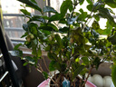 茉莉花苗盆栽帶花苞九里香老樁花卉植物室內(nèi)濃香四季開花好養(yǎng) 大份茉莉花【4-6顆】花苞飽滿 曬單實(shí)拍圖