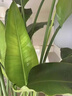 靜黛軒天堂鳥盆栽綠植室內(nèi)大型客廳植物落地真樹辦公室鶴望蘭大祿植花卉 120-140cm(原盆栽好）送托盤 含盆 曬單實拍圖