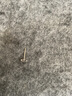 六桂福珠寶七夕禮物PT950鉑金耳釘 花顏嬌 白金耳飾女 PT0200067 0.70g  曬單實(shí)拍圖