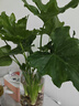 行湘水培綠植盆栽盆景桌面觀葉植物春羽3株40-45cm不含瓶 源頭直發(fā) 曬單實(shí)拍圖