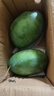 京鮮生 攀枝花凱特芒果 凈重4.5斤 單果600g 生鮮水果 源頭直發(fā) 曬單實(shí)拍圖