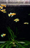滿鱗黃金孔雀魚黃金絲帶孔雀魚進(jìn)口高端風(fēng)水魚活體觀賞魚耐養(yǎng)好養(yǎng) 精品滿鱗黃金孔雀成魚)公母1對 曬單實(shí)拍圖