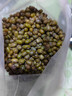 農(nóng)家綠豆 中小顆粒 新豆打豆?jié){發(fā)豆芽綠豆湯綠豆沙粽子 小粒綠豆450g 曬單實(shí)拍圖