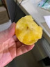 傾睦云南人參果石林大圓果黃肉甜人生果現摘孕婦時(shí)令現摘新鮮水果禮盒 5斤  特大果110-140g(禮盒包裝) 曬單實(shí)拍圖