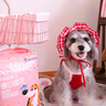 COCOYO春日櫻花中型犬印花尿墊寵物訓(xùn)導(dǎo)除臭尿墊狗狗 M號(hào)45*60cm/50片 曬單實(shí)拍圖