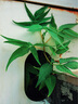 斑布有芯卷紙 4層200克*27卷 原生竹漿 卷紙 衛(wèi)生紙 卷筒紙 整箱 曬單實(shí)拍圖