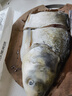 鮮喜愛 冷凍千島湖有機鰱魚頭1.5斤 白鰱魚頭  生鮮魚類 海鮮水產(chǎn) 曬單實拍圖
