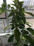植男植女孟加拉榕大型綠植盆栽客廳室內(nèi)大花盆黃金榕落地橡皮樹源頭直發(fā) 曬單實拍圖
