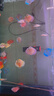 瀚幻七彩神仙魚觀賞魚熱帶魚中小型燕魚財(cái)神紅鴿子紅藍(lán)松石活體淡水魚 爆點(diǎn)8-10cm 1條 曬單實(shí)拍圖