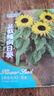 觀賞矮生向日葵種子陽(yáng)臺(tái)盆栽太陽(yáng)花四季花卉庭院播種易活花種子 矮生【可盆栽】向日葵種子 高品質(zhì)【1包約50?！?曬單實(shí)拍圖
