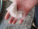 南同四海同仁堂菊花枸杞?jīng)Q明子茶清熱茶包肝草袋冷泡熬夜養(yǎng)生茶150g 曬單實(shí)拍圖