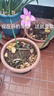 【耐寒】金邊吊蘭濃香型重瓣大花綠植花卉四季開(kāi)花盆栽室內好養活 重瓣大花香水味【粉色] 熱銷(xiāo):【8個(gè)球根]+肥+開(kāi)花爆枝 曬單實(shí)拍圖