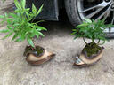 奇趣發(fā)財樹小盆栽室內(nèi)茶桌辦公室桌面好養(yǎng)植物綠植擺件四季常綠 奇趣發(fā)財樹+祥云盆+方形底座 曬單實拍圖