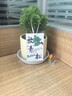 臨雅霧凇放青松綠植放輕松植物好養活四季辦公室桌面工位綠植室內盆栽 霧凇+奶黃豎紋盆+鋪面黑石 曬單實(shí)拍圖