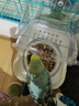 BIRDSTORY鸚鵡外置防濺食盒喂食器谷殼分離虎皮洗澡盆專用洗澡神器用品大全 防濺防撒【可洗澡/喂食】白色 曬單實拍圖