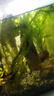 瘋狂水草魚缸水草植物直接入缸火山石魚缸造景套餐20-40cm缸源頭直發(fā)包郵a 曬單實拍圖