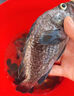 谷蜀香海釣釣魚(yú)小藥強效誘魚(yú)添加劑鱸魚(yú)石斑魚(yú)黑黃鯛肉食魚(yú)釣魚(yú)餌料路亞 四季通用【體驗裝】1瓶100ml 曬單實(shí)拍圖