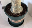 植男植女發(fā)財(cái)樹(shù)大型盆栽客廳室內(nèi)真綠植辦公室開(kāi)業(yè)送禮獨(dú)桿招財(cái)樹(shù)源頭直發(fā) 曬單實(shí)拍圖